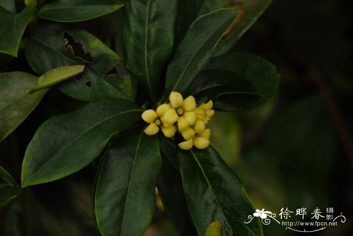 木樨花和桂花的区别