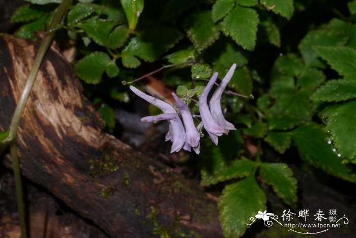 黄木香花为什么叫鬼招手