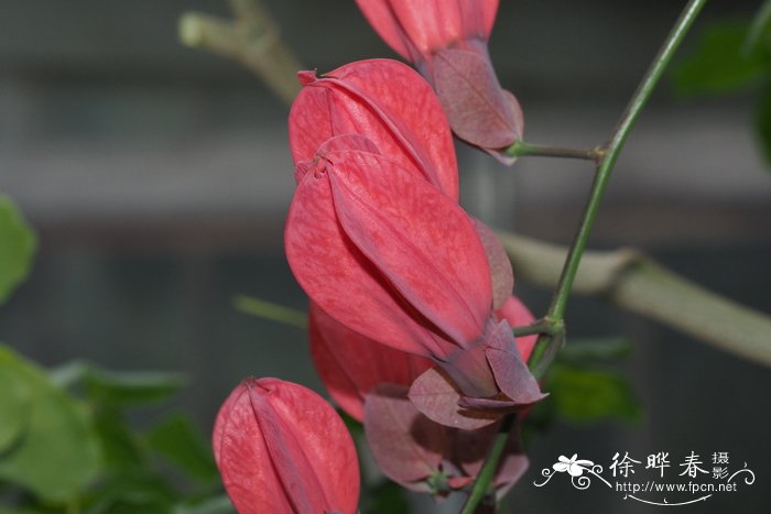 好看的玫瑰花图片