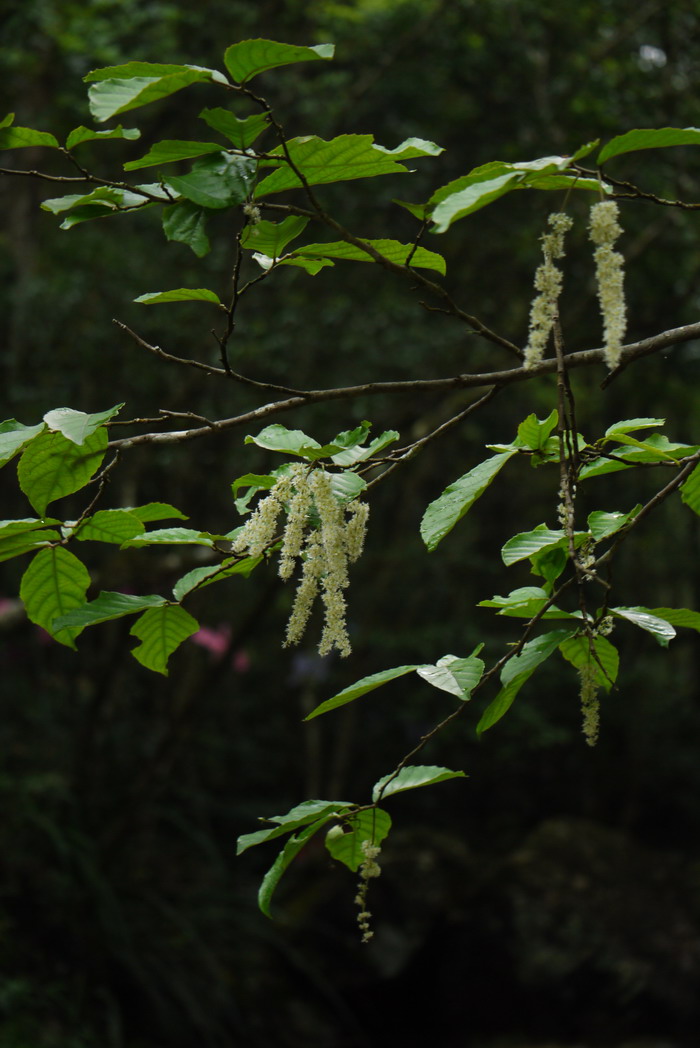 梯牧草