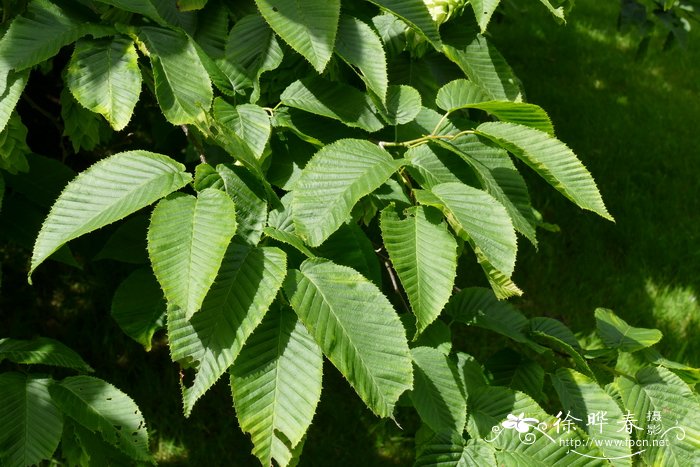 茶梅花寓意