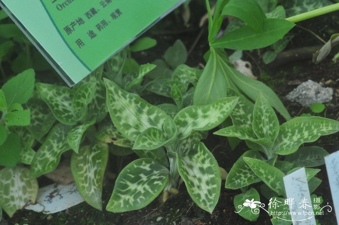 无花果怎么种植方法