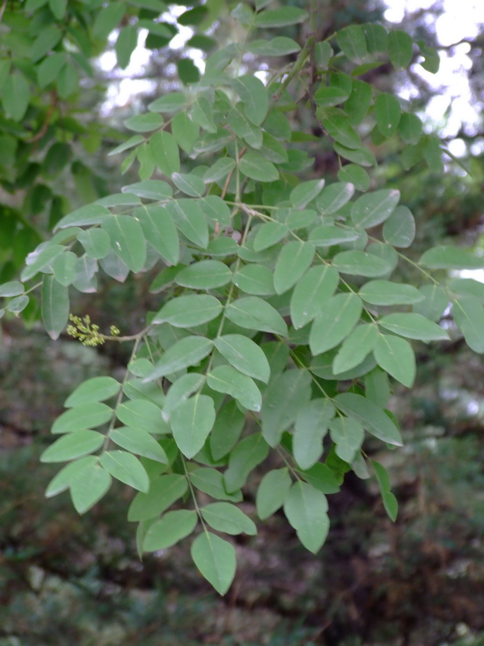 藜麦怎样食用方法