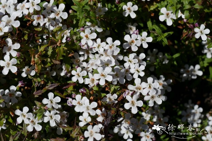 兰花鼠尾草