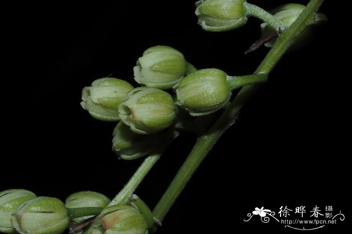 水仙花是什么季节开放的