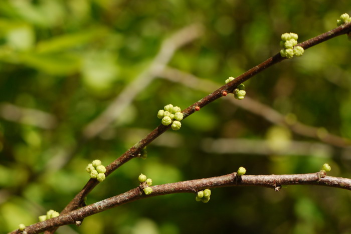 vitis vinifera