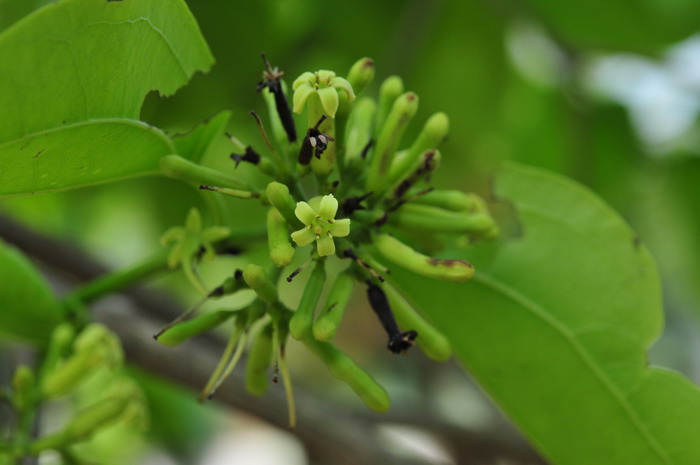 山柳菊