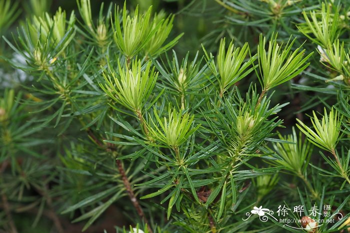 野生荠菜图片