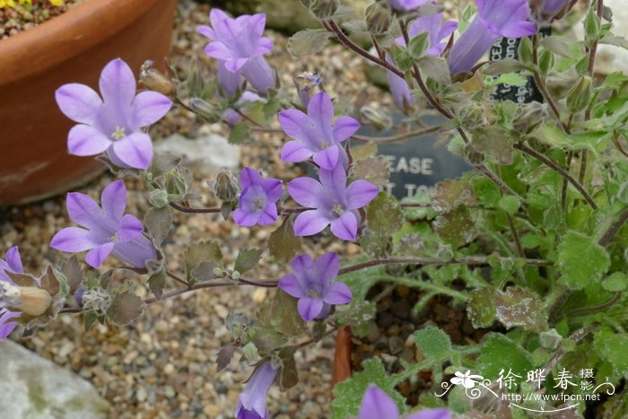 芙蓉花的寓意和花语