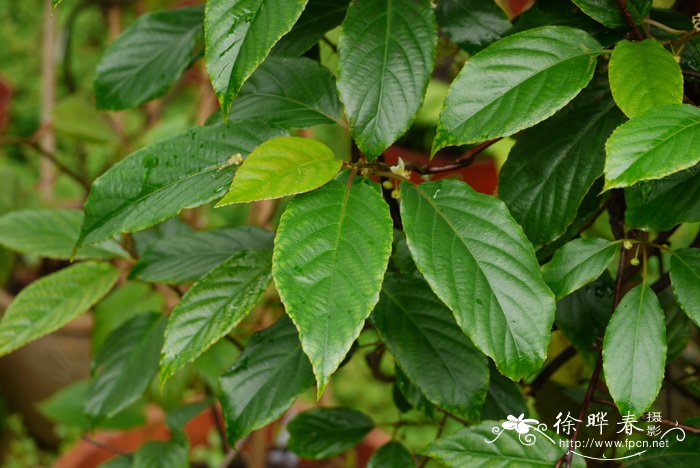 两面针植物