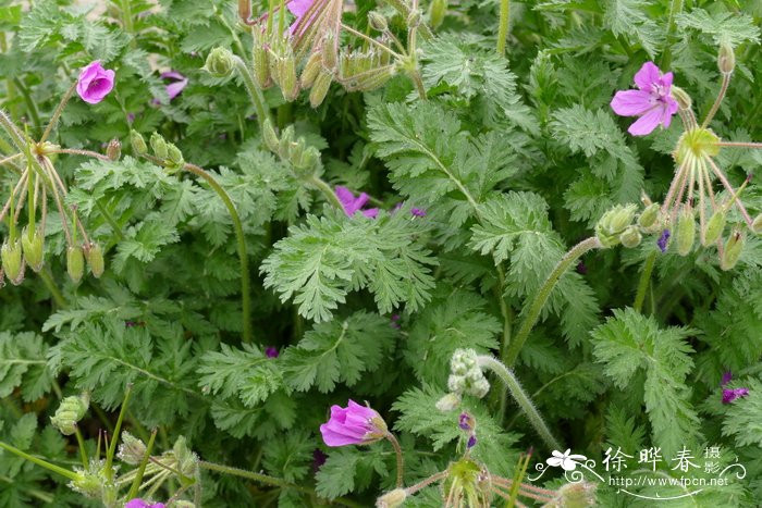 冬瓜种植时间和方法