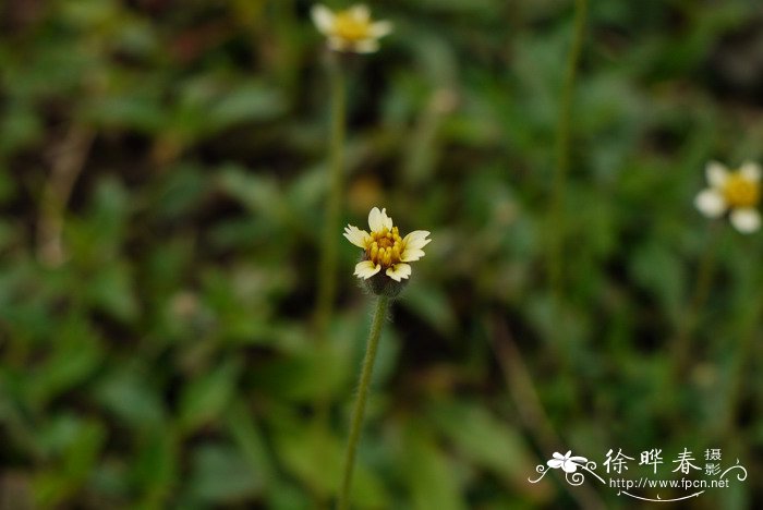 水培植物图片