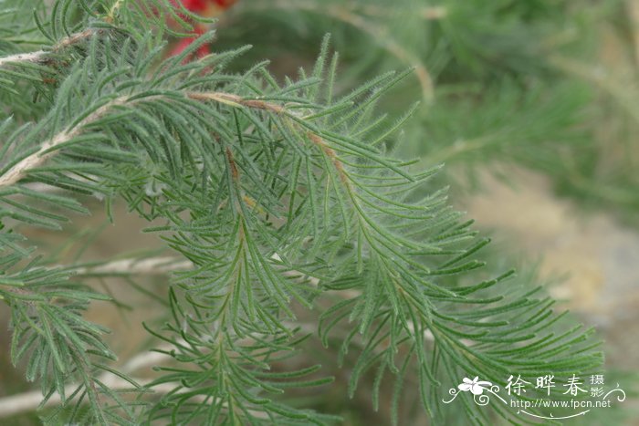 草莓苗什么时候种植最好