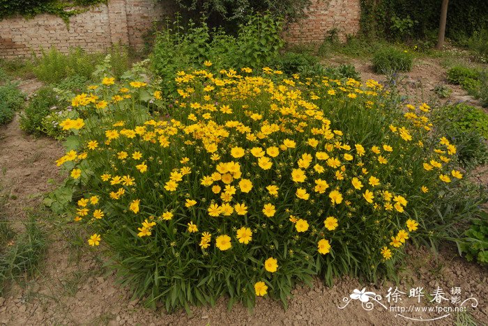 香樟树种植