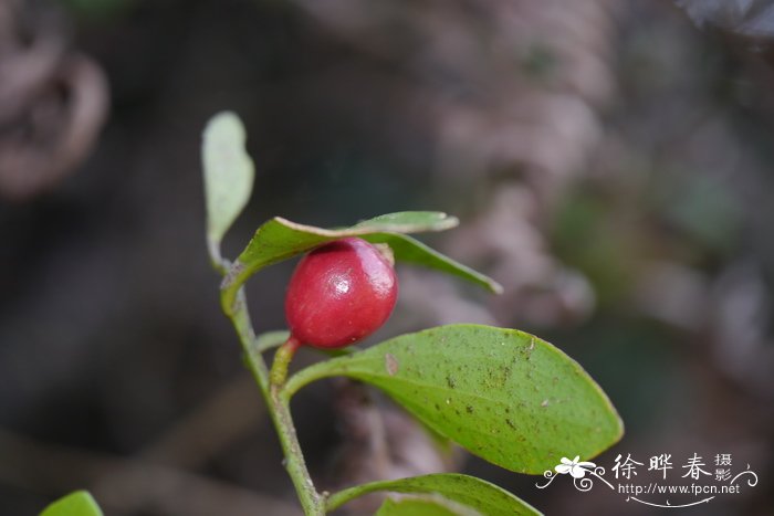 如何养好文竹盆栽