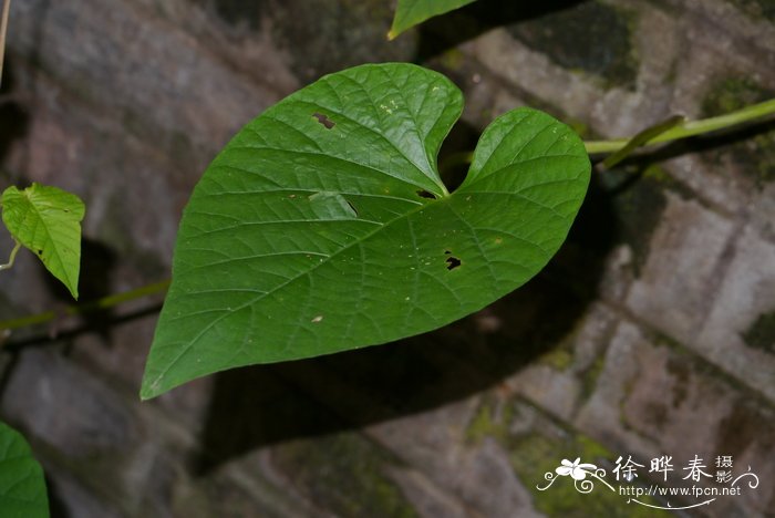 含羞草的照片