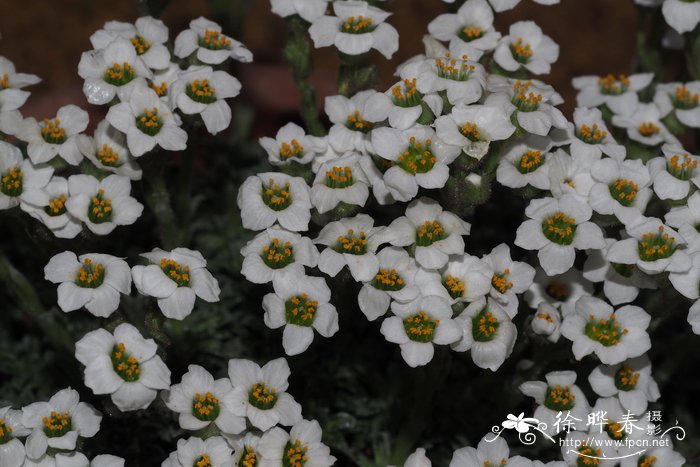 植物烂根用84消毒液