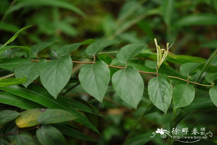 枸杞图片植物图片