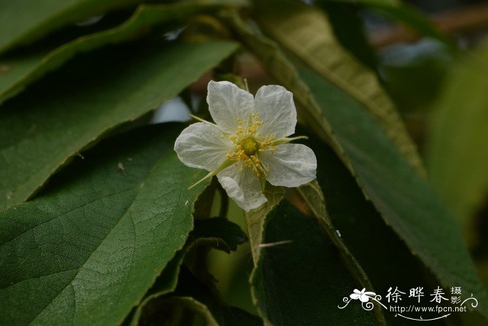 粉色玫瑰花图片