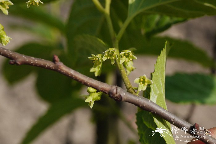 花毛茛图片