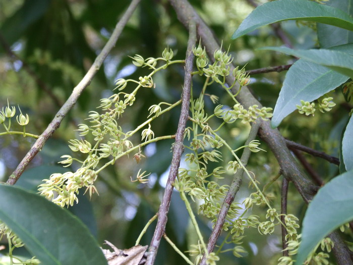 茶条槭