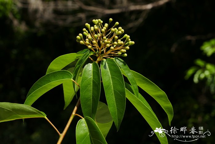 玛格丽特花图片