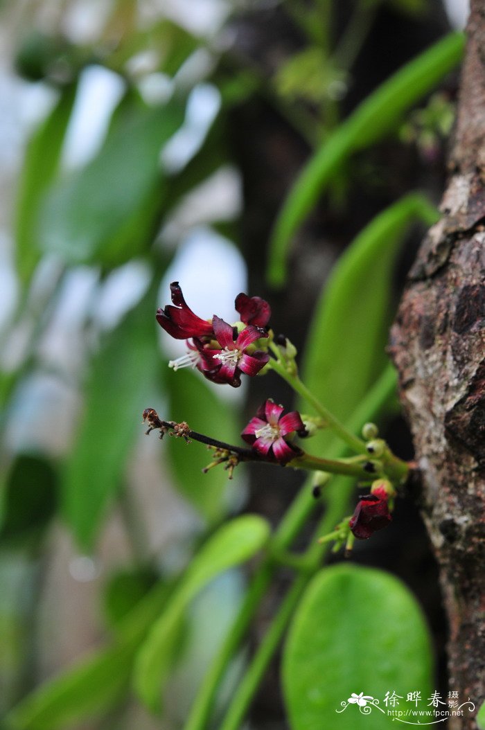 葫芦种植