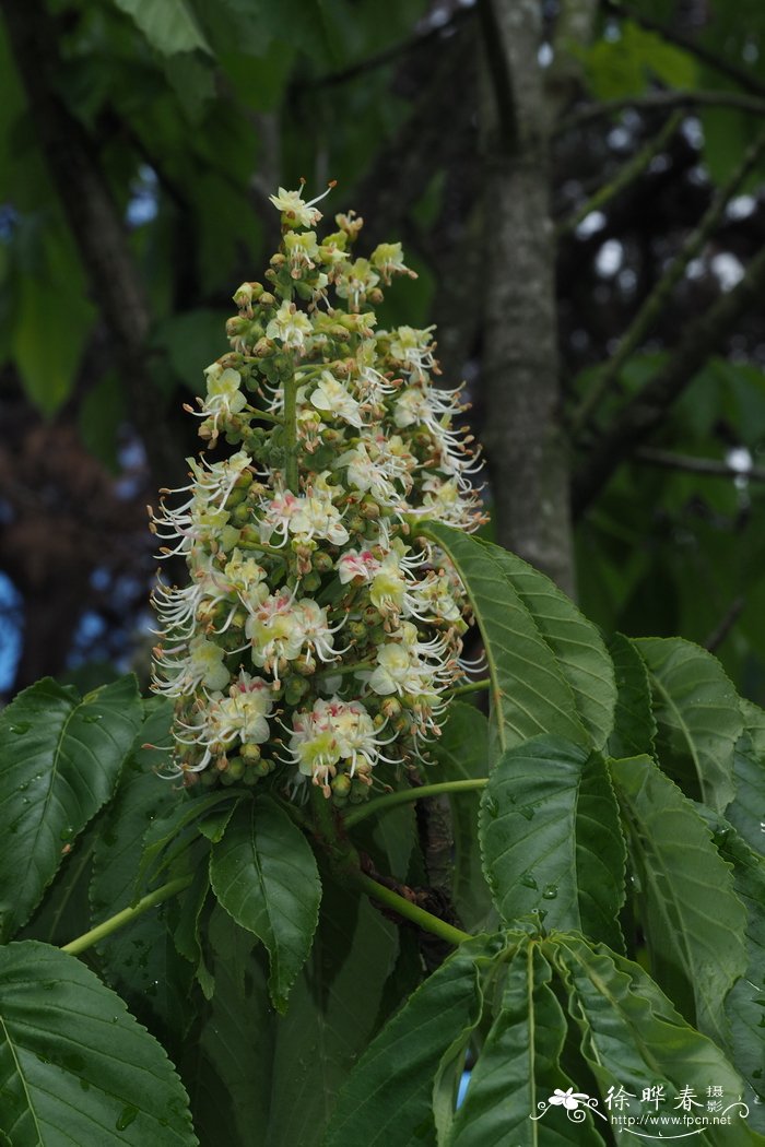 桂花移栽