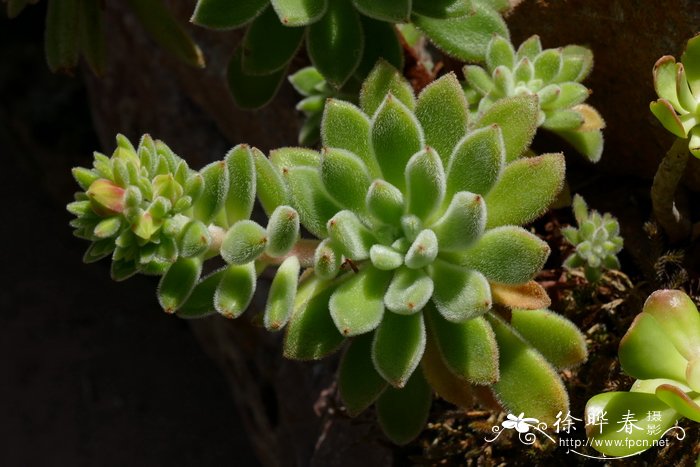 多肉植物什么季节种比较好