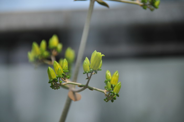 菊花简介