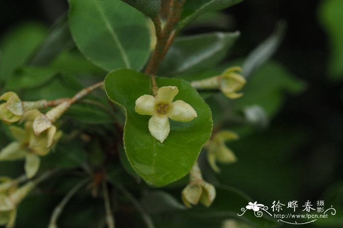 奶花豆