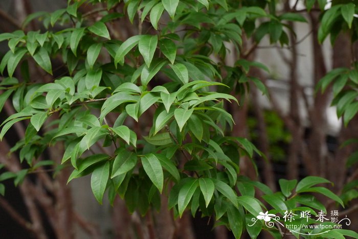 康乃馨的花语是什么