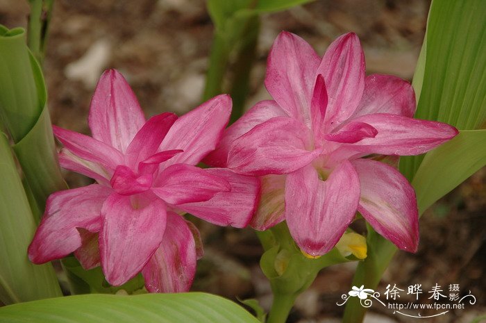 山柳菊