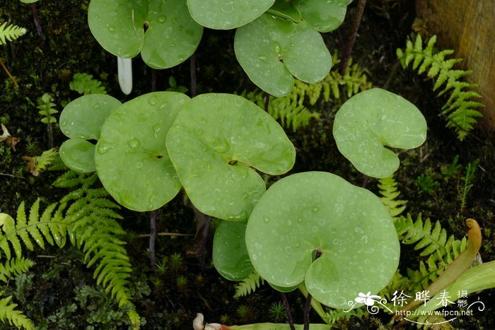 野生荠菜图片