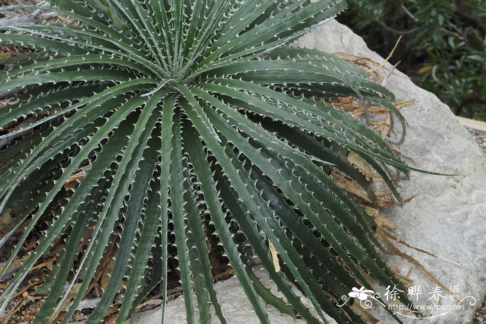 冬季植物浇水