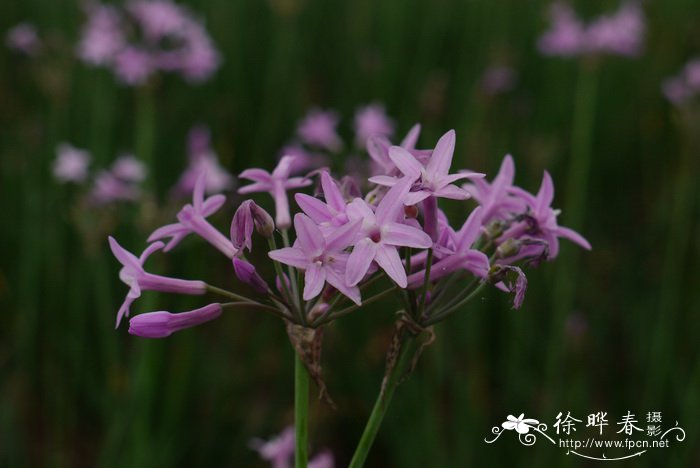 桂花茶的做法