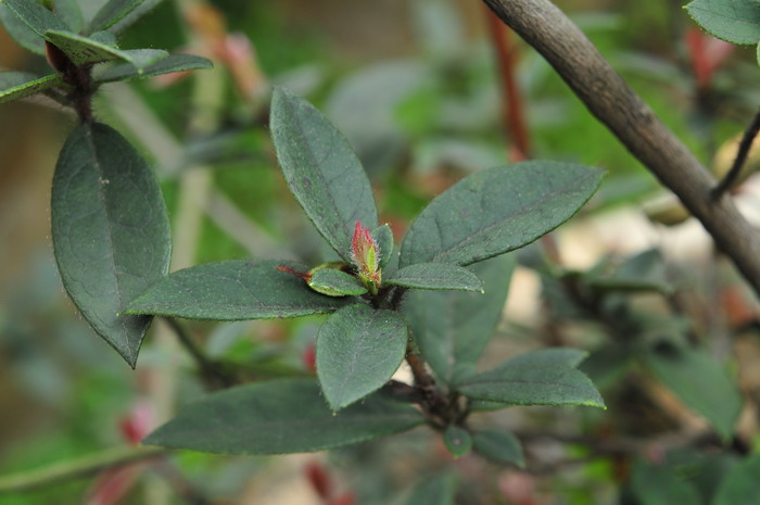 滴水观音植物图片