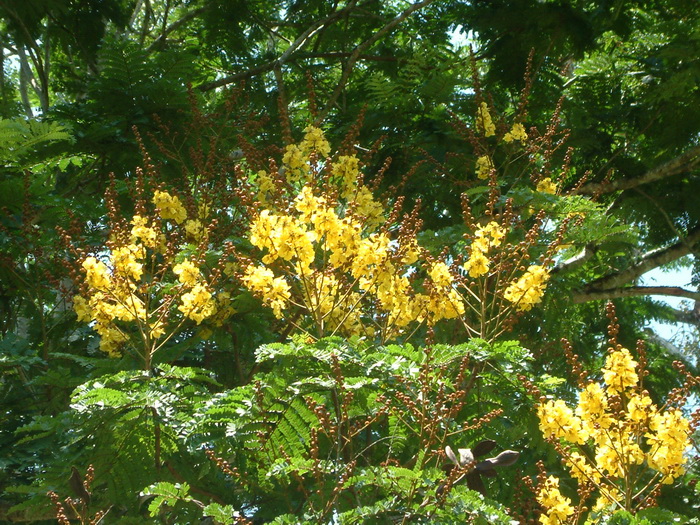 香水花