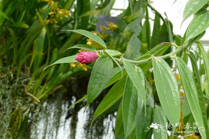 蓝色水菊