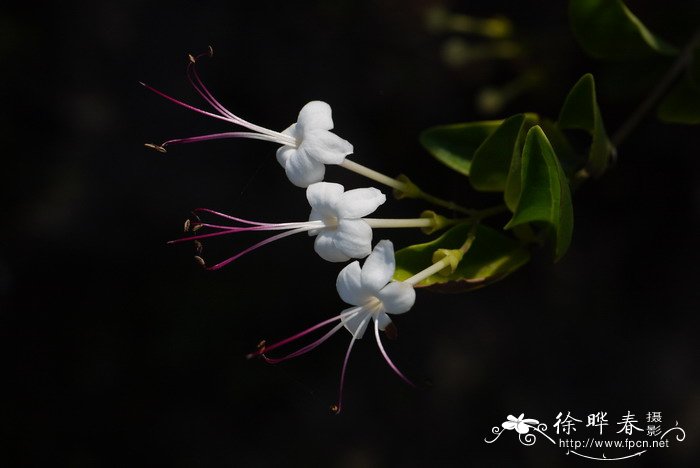 木棉花什么时候开