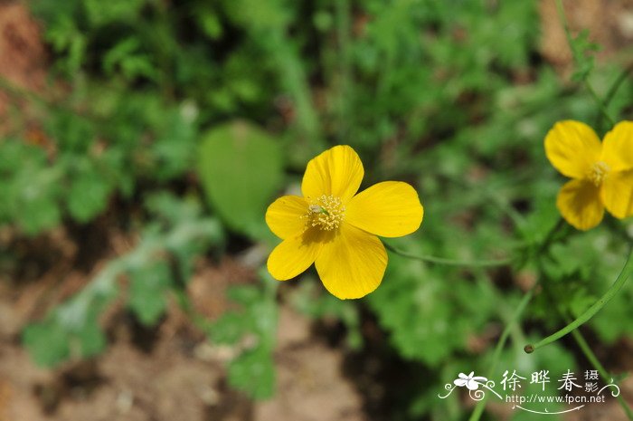 菊花开放时间