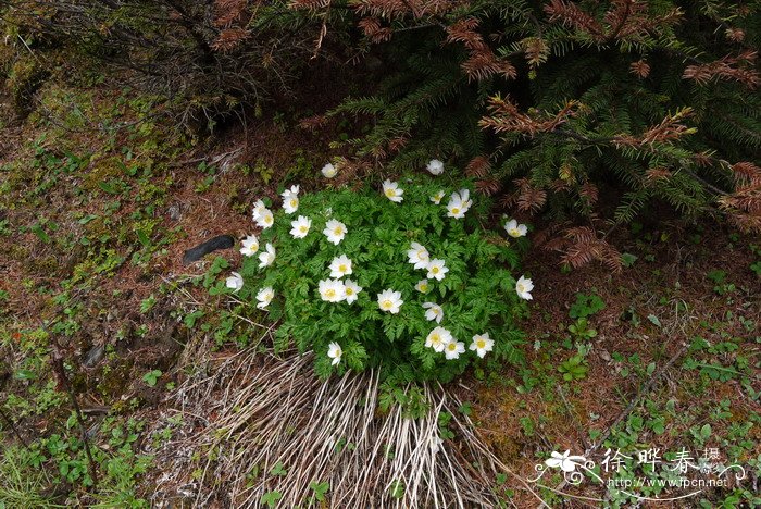 brassica rapa