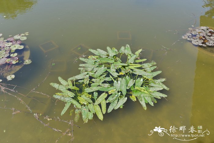 百合种子怎么种植