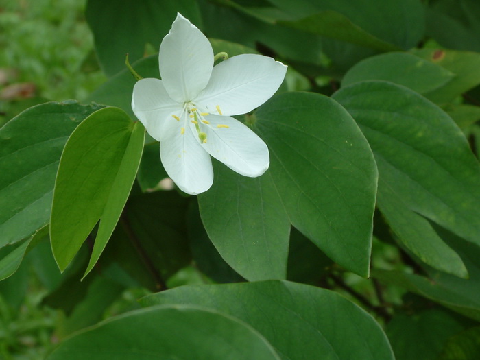 佛山市花