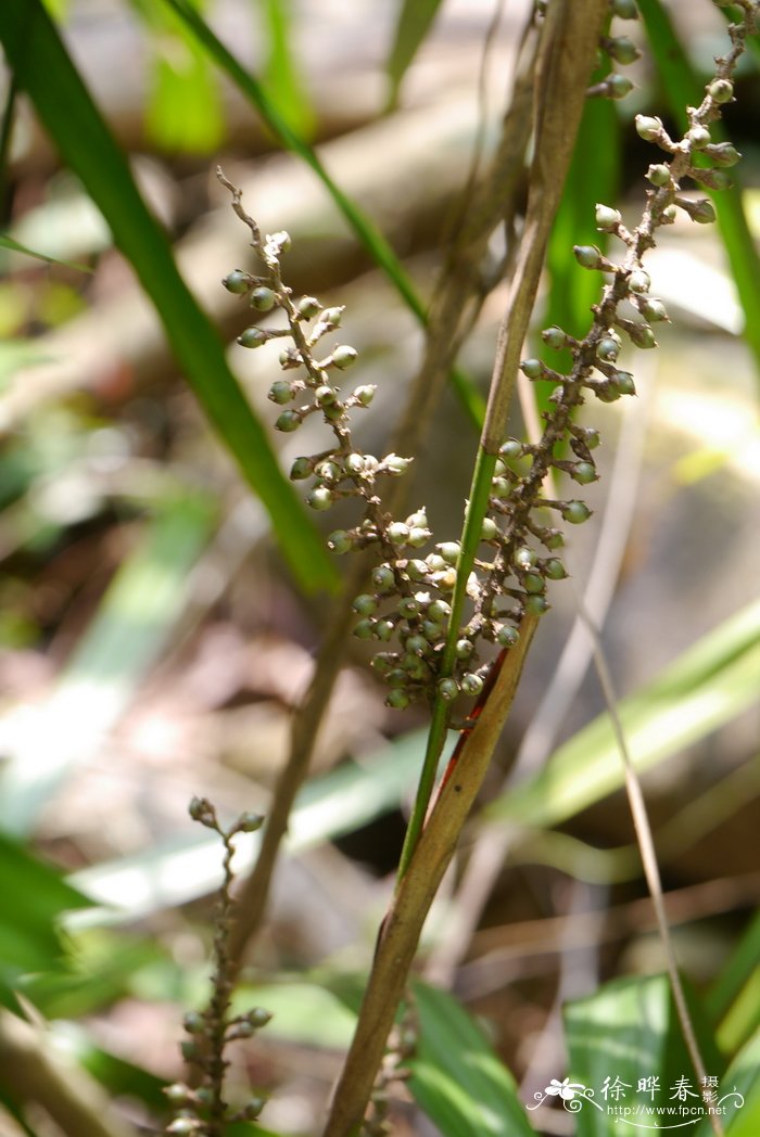 破坏草