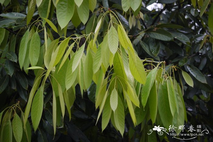 桂花树几月开花