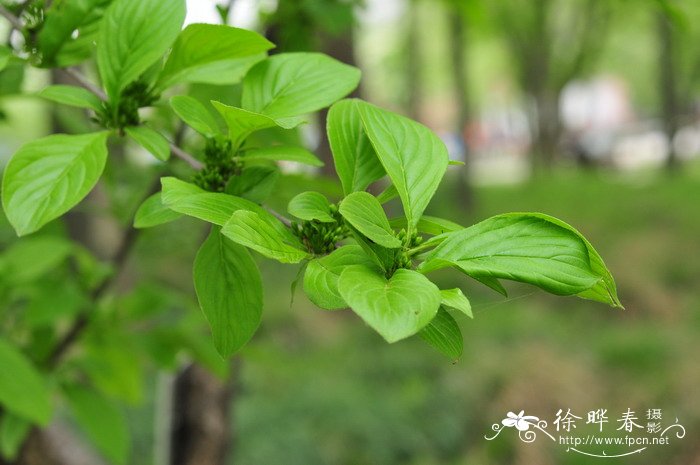 无花果几月份结果