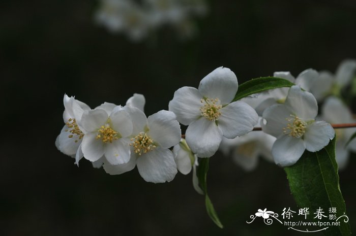 百合花有毒吗 适合在室内养吗