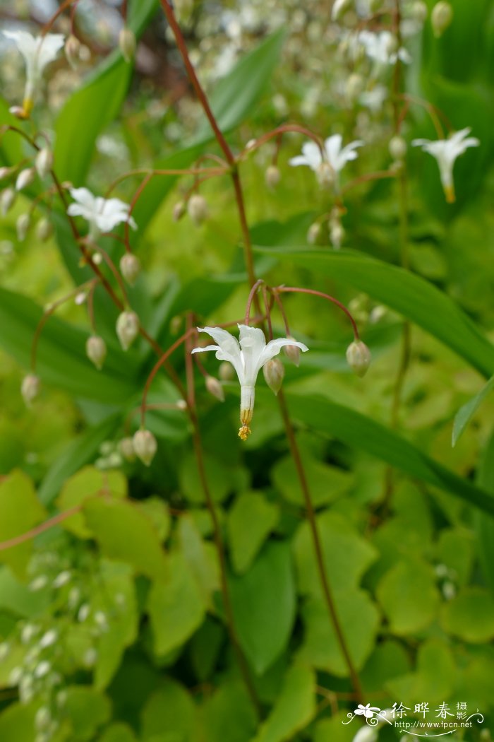 百合花有毒吗 适合在室内养吗