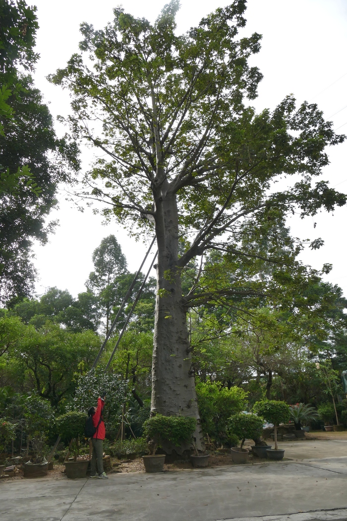 鲜百合价格多少钱一斤